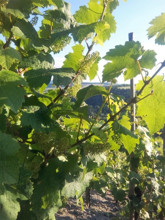 Ferienwohnungen "Moselblick" Lieser Εξωτερικό φωτογραφία